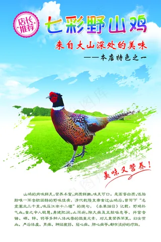 七彩野山鸡图片