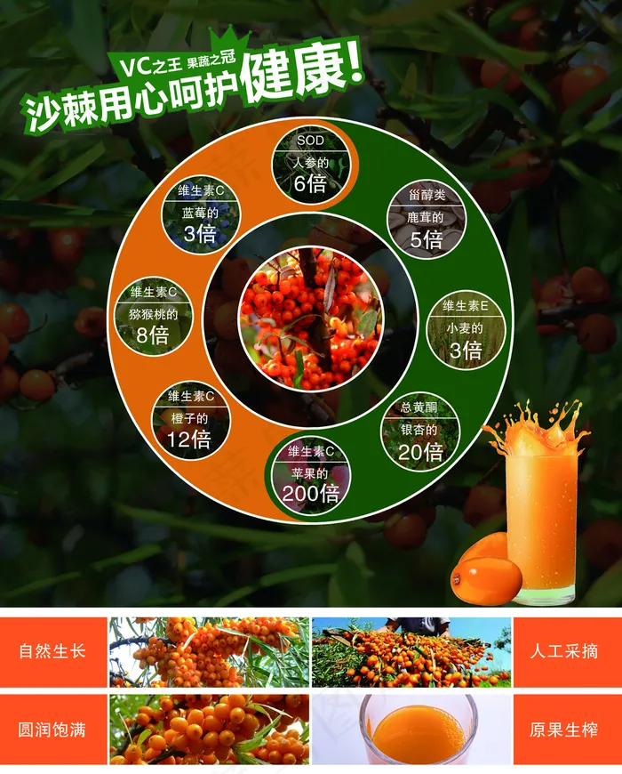 沙棘汁海报图片(6496x8071)psd模版下载