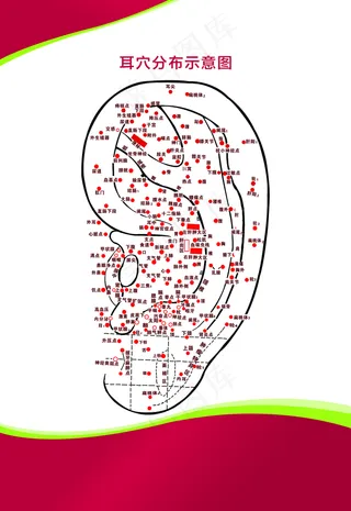耳穴解剖图图片