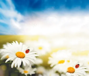 衣柜门图片 衣柜门图片