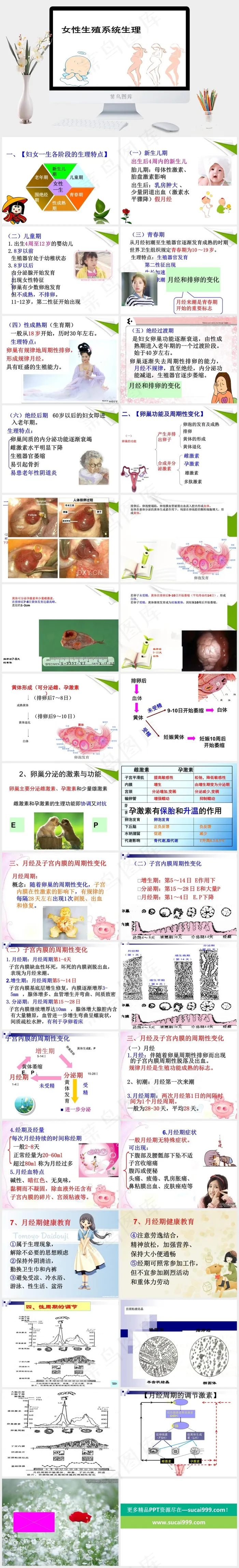 女性生殖系统生理PPT妇产科课件白色卡通风PPT模板白色卡通风PPT模板