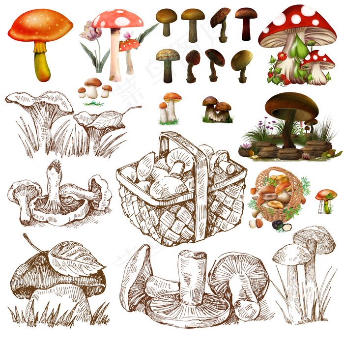 好看的蘑菇图片