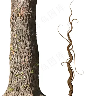 树枝 树干  树根图片