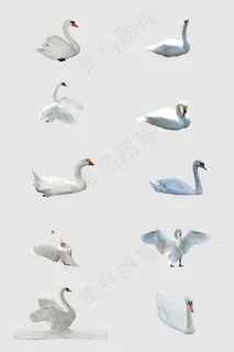 白天鹅免抠素材图片