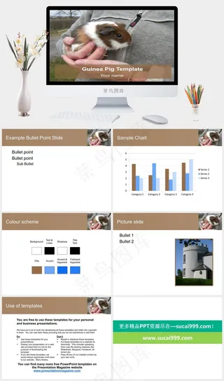 豚鼠的PPT模板实景风PPT模板实景风PPT模板