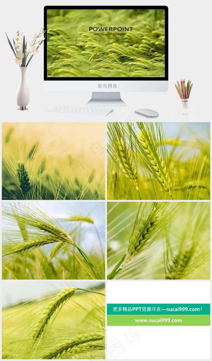 绿色麦穗PPT模板黄色实景风PPT模板黄色实景风PPT模板