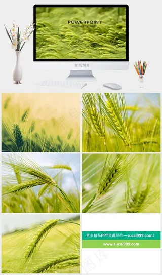 绿色麦穗PPT模板黄色实景风PPT模板黄色实景风PPT模板