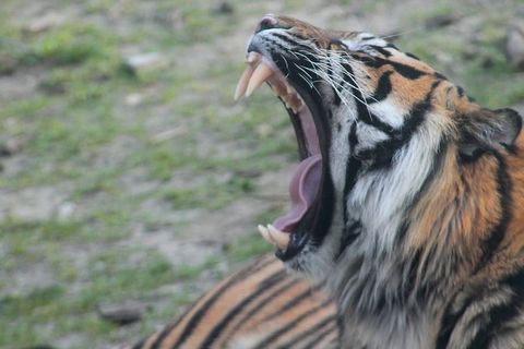 自然,老虎,动物世界,动物,野生,哺乳动物,美丽,饥饿 自然,老虎,动物世界,动物,野生,哺乳动物,美丽,饥饿