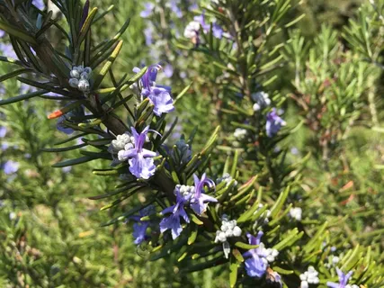 迷迭香,春花,草本植物,植物,花,开花植物,生长,自然之美 迷迭香,春花,草本植物,植物,花,开花植物,生长,自然之美
