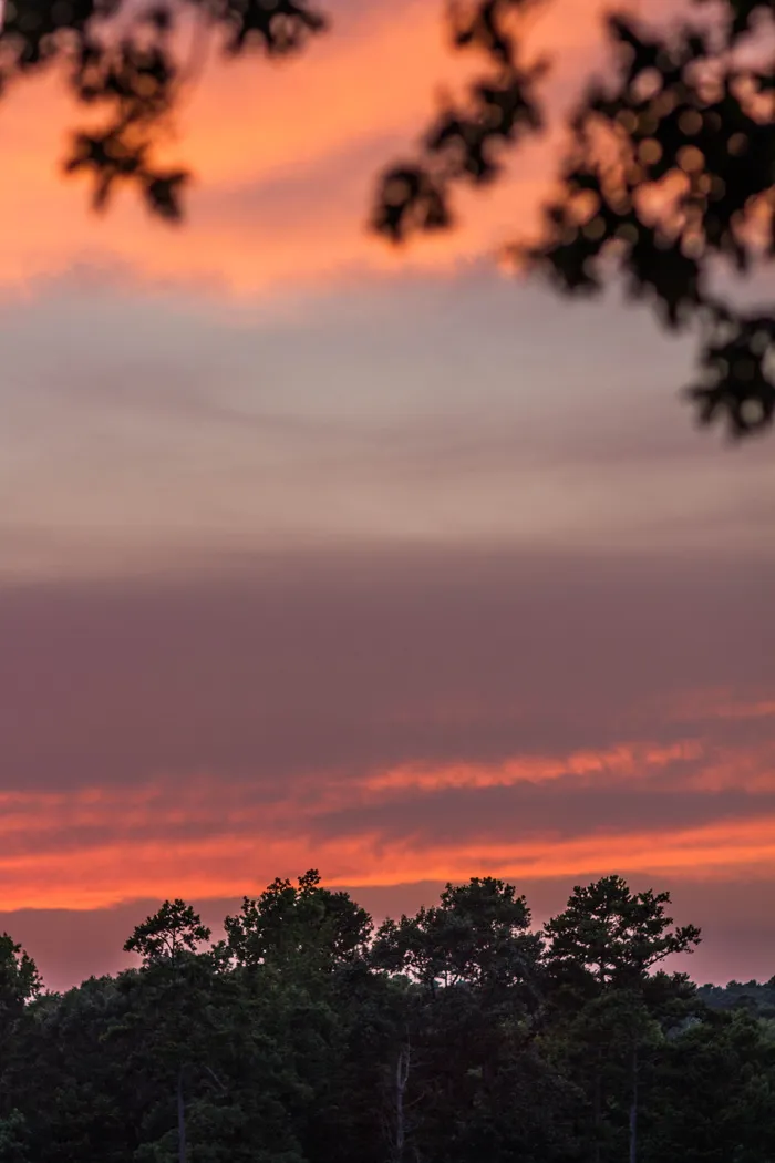 天空，树，云-天空，日落，自然之美，风景-自然，植物，橙色
