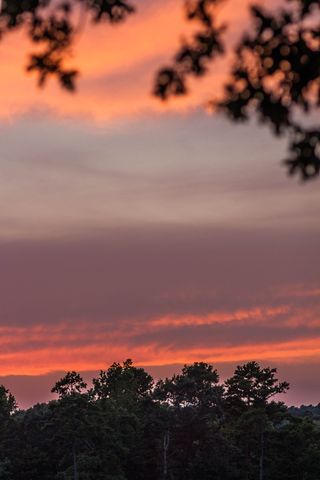 天空，树，云-天空，日落，自然之美，风景-自然，植物，橙色