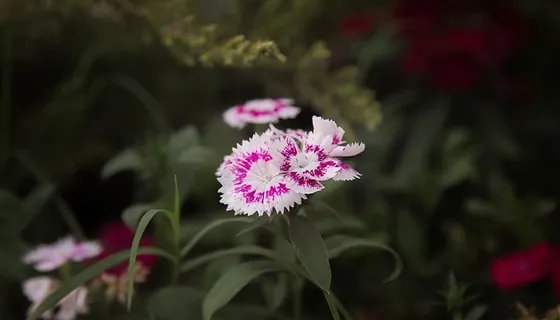 花,开花,花瓣,自然,植物,开花植物,新鲜,自然之美 花,开花,花瓣,自然,植物,开花植物,新鲜,自然之美
