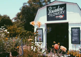 白天谷仓附近的花