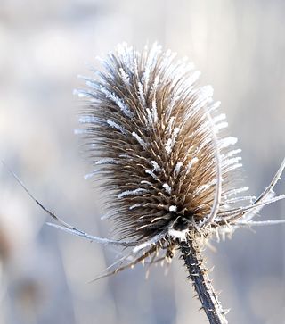 植物，冬季，霜冻，河岸，自然，寒冷，白霜，低温