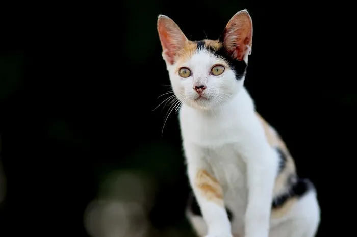 猫，小猫，动物，宠物，蓝精灵，哺乳动物，家养，宠物