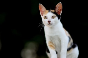 猫，小猫，动物，宠物，蓝精灵，哺乳动物，家养，宠物