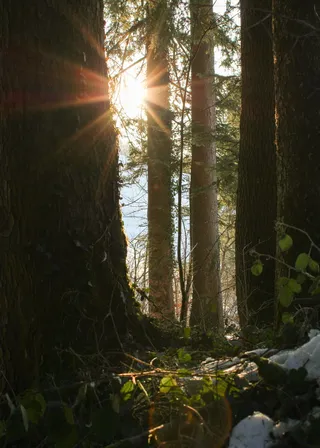 绿叶树, 光, 耀斑, 阳光, 地面, 植物, 徒步旅行, 日落