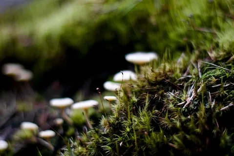 自然,绿色,苔藓,蘑菇,博克,春天,生长,森林 自然,绿色,苔藓,蘑菇,博克,春天,生长,森林