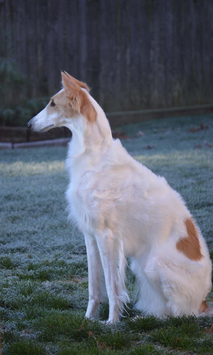 俄罗斯狼犬，猎狼，品种，视觉犬，狗，宠物，狼犬，猎犬