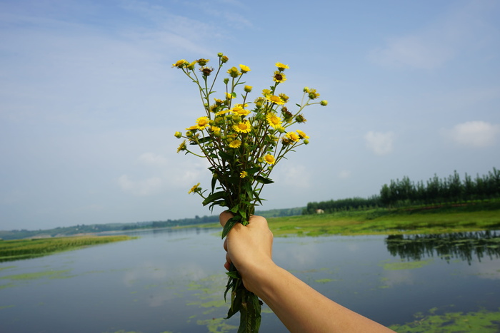 菊花，河流，叶田，植物，一个人，花，菜鸟图库，水