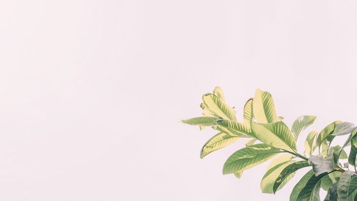 树叶照片