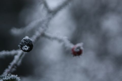 冰、自然、户外、烟雾、水晶、雪、植物、照片