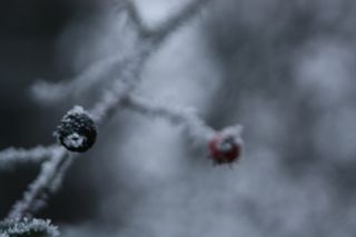 冰、自然、户外、烟雾、水晶、雪、植物、照片