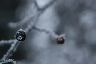 冰、自然、户外、烟雾、水晶、雪、植物、照片