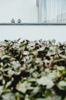 比利时、knokke、knokke抢劫、鸟类、商业、城市街道、冲突管理、连接