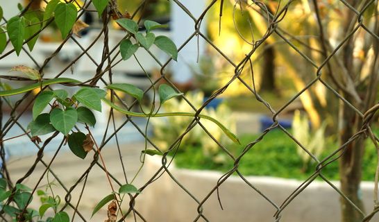 固体，固体记录，绿色，围栏，链环围栏，安全，保护，边界