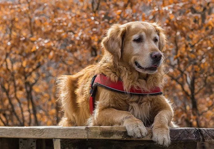 自然，狗，可爱，动物，秋天，屏幕背景，金毛猎犬，宠物