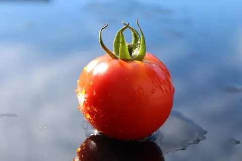 番茄,成熟,蔬菜,Frisch,红色,健康,食用,食物 番茄,成熟,蔬菜,Frisch,红色,健康,食用,食物
