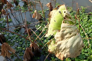 植物，叶，动物，鸟，静脉，家禽，鸡，家禽
