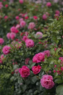 花，玫瑰，植物，叶子，花园，开花，开花植物，自然之美