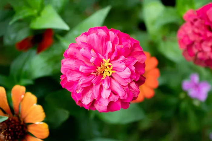 花，植物，花，天竺葵，大丽花，牡丹，花药，花瓣