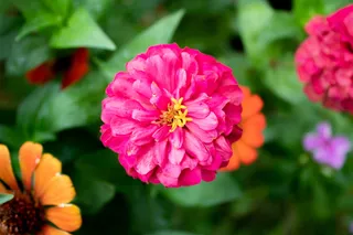 花，植物，花，天竺葵，大丽花，牡丹，花药，花瓣