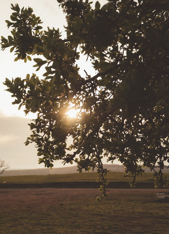 火炬、光线、阳光、植物、树木、大自然、树干、户外