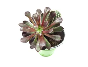 棕色，粉色，花，植物，绿色，自然，叶子，仙人掌