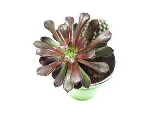 棕色，粉色，花，植物，绿色，自然，叶子，仙人掌