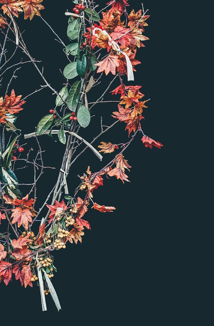 树枝，明亮，特写，装饰，秋天，花园，生长，叶子