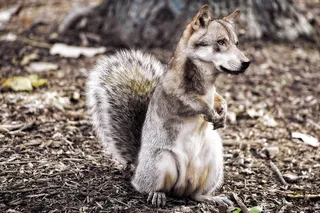 无标题, 狼, 作曲, 图像叠加, 松鼠, 幻想, 一种动物, 动物