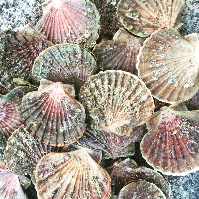 扇贝，海鲜，软体动物，贝壳，背景，特写，全框架，没有人