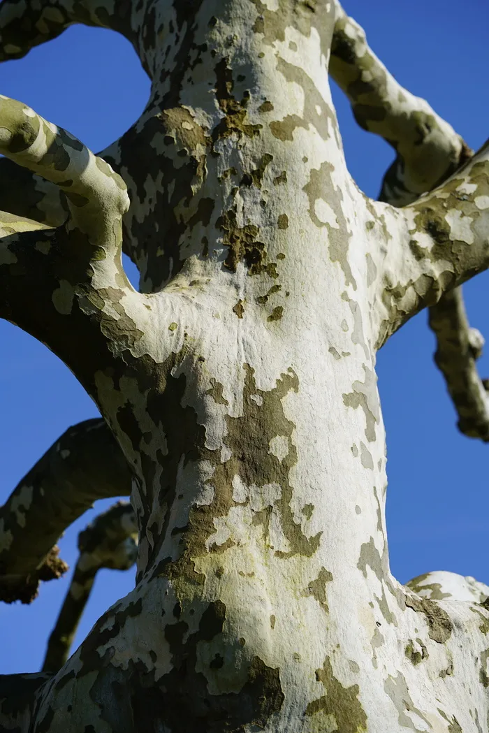 树皮，斑点，梧桐树，树，角，树枝，植物，没有人