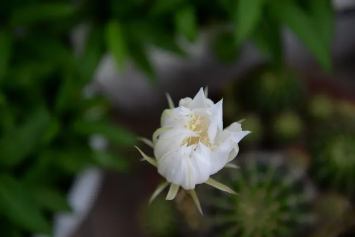 植物，花，花梨花，开花植物，自然之美，新鲜，花瓣，脆弱