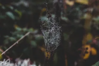 蜘蛛网，动物，蛛形纲，花园蜘蛛，昆虫，无脊椎动物，蜘蛛，英国