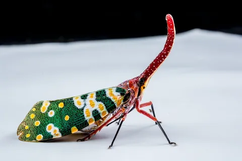 角蝉，角蝉，角蝉，蝉，角蝉，角蝉，角蝉，昆虫，长鼻，长