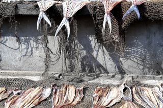 鱼, 干燥, 滚烫, 渔村, 鱼市, 工作, 艺术, 性质