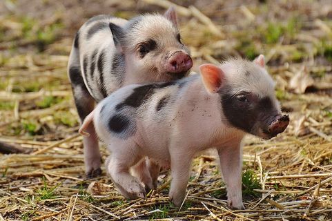 两只黑白相间的小猪,小猪,野生公园小猪,小动物,小猪,小,有趣,可爱 两只黑白相间的小猪,小猪,野生公园小猪,小动物,小猪,小,有趣,可爱