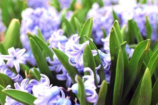 一个美丽的绿色花园里开满了花