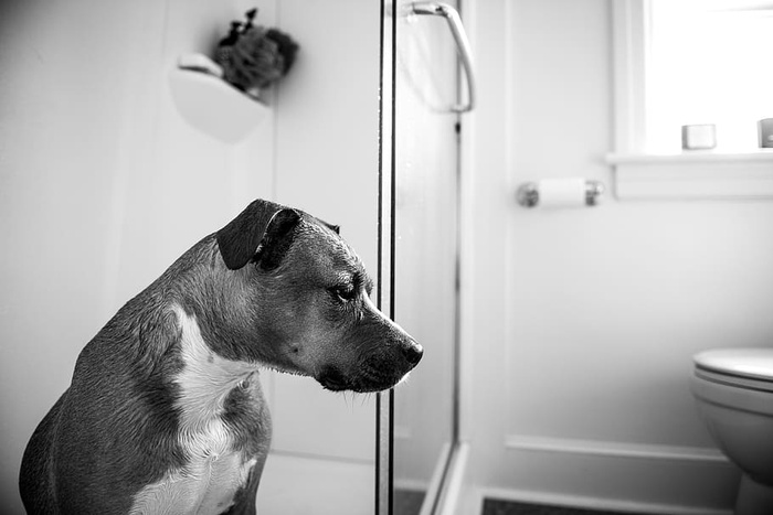 浴室马桶附近美国比特斗牛犬的灰度照片
